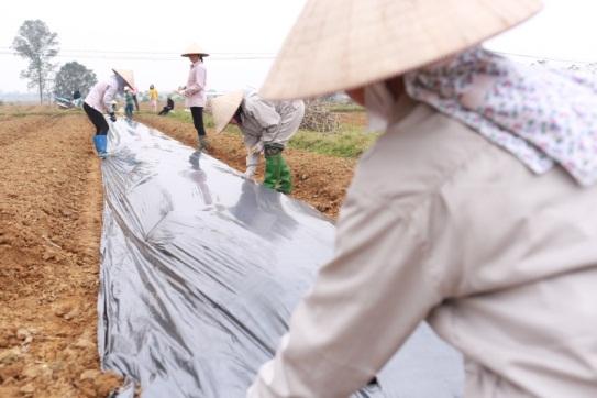 Thế nào là một vùng trồng cà gai leo theo tiêu chuẩn quốc tế? Theo báo Sức khỏe đời sống đưa tin 2