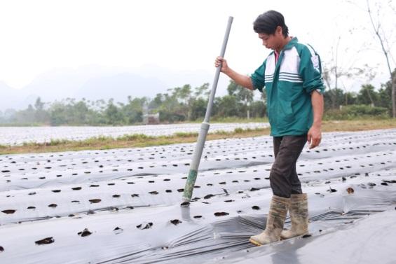 Thế nào là một vùng trồng cà gai leo theo tiêu chuẩn quốc tế? Theo báo Sức khỏe đời sống đưa tin 3