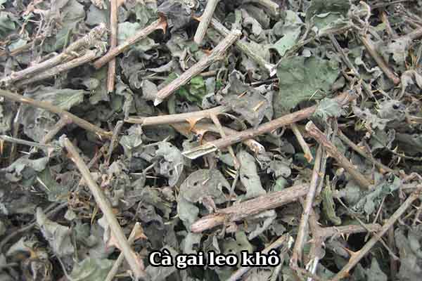 Hình ảnh cà gai leo khô 1 Hình ảnh cà gai leo khô 1