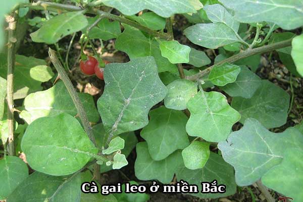 Hình Ảnh Chủ Đề Ông Già Noel Leo Núi 1 Hình minh họa Sẵn có  Tải xuống Hình  ảnh Ngay bây giờ  Leo Ông Già Noel Lễ giáng sinh  iStock