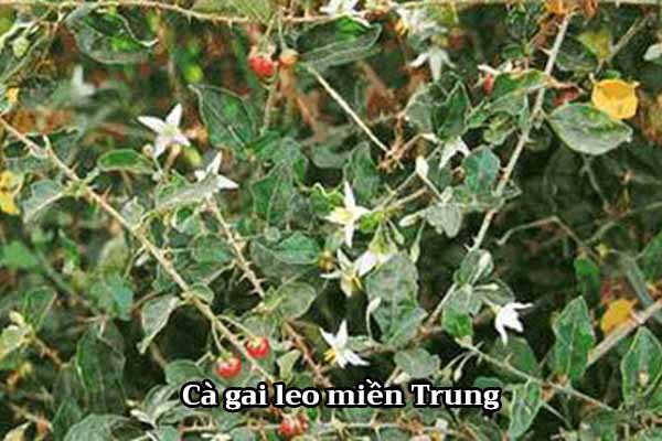 Hình ảnh cây cà gai leo miền Trung 1 Hình ảnh cây cà gai leo miền Trung 1