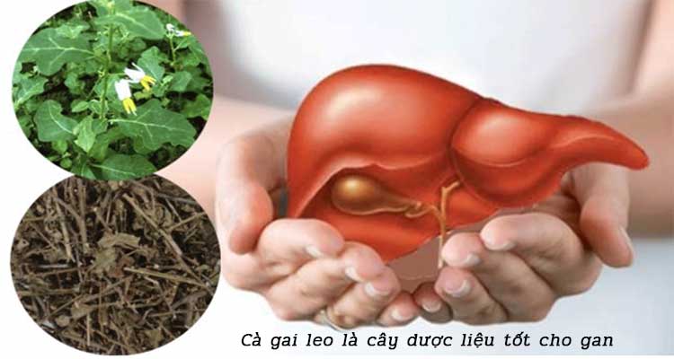 Tác dụng của cà gai leo với sức khỏe 1
