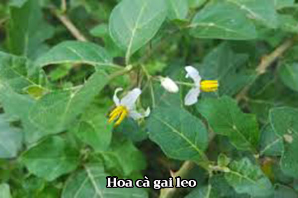 Hình ảnh hoa cà gai leo 1 Hình ảnh hoa cà gai leo 1