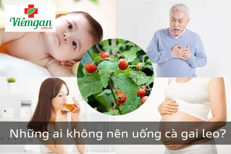 Những ai không nên uống cà gai leo? 1