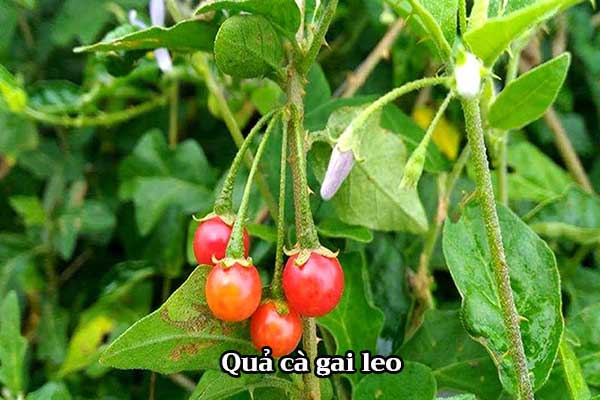 Hình ảnh quả cà gai leo 1 Hình ảnh quả cà gai leo 1