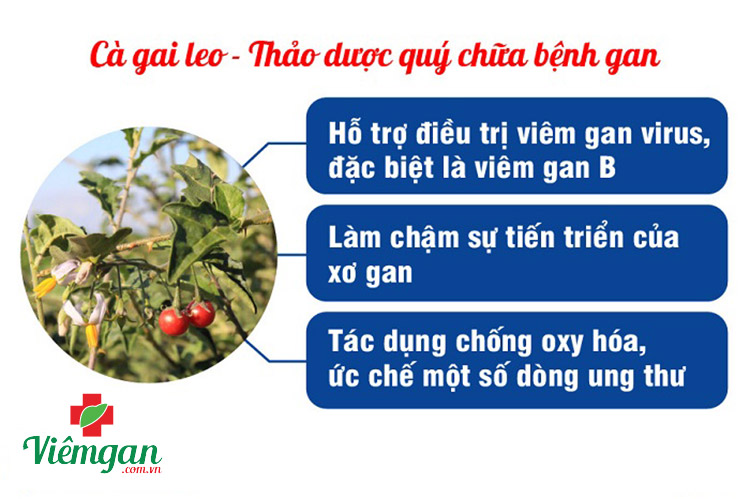 Đôi nét về Cà gai leo 1