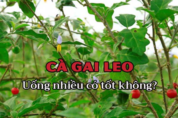 Uống nhiều cà gai leo có tốt không? 1