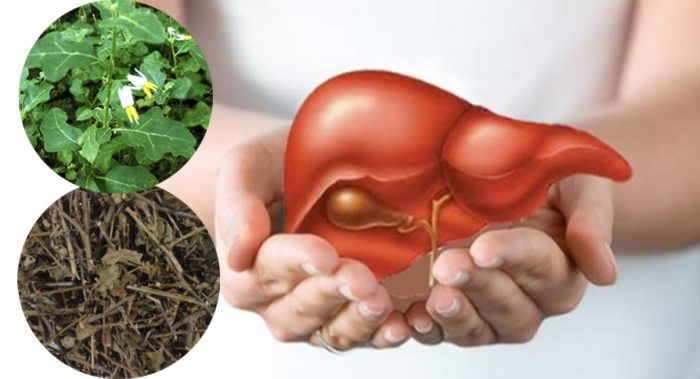 Nghiên cứu Cà gai leo ức chế xơ gan 1 Nghiên cứu Cà gai leo ức chế xơ gan 1
