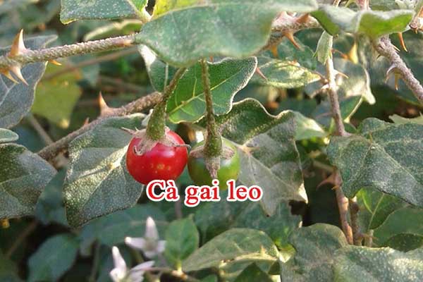 Đặc điểm 1