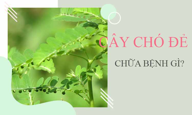 Cây chó đẻ chữa bệnh gì? 1