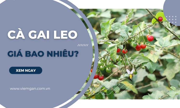 Cà gai leo giá bao nhiêu? Giá chuẩn từng loại! 1 Cà gai leo giá bao nhiêu? Giá chuẩn từng loại! 1
