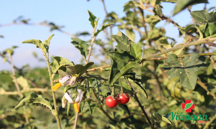 Một số bài thuốc dùng quả cà gai leo 1 Một số bài thuốc dùng quả cà gai leo 1