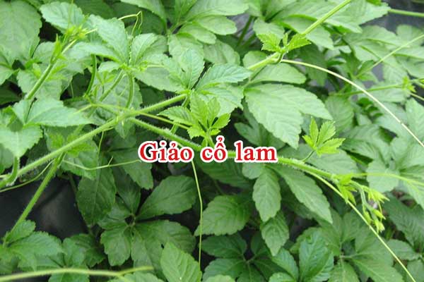 Đặc điểm 1