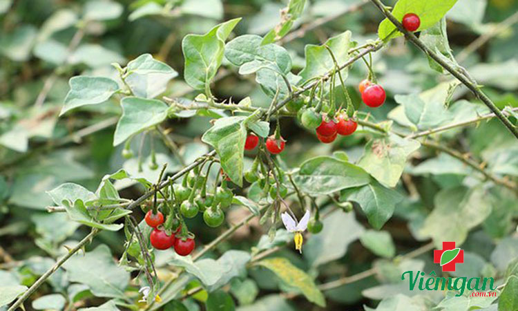 Đặc điểm nhận biết quả cà gai leo 1 Đặc điểm nhận biết quả cà gai leo 1