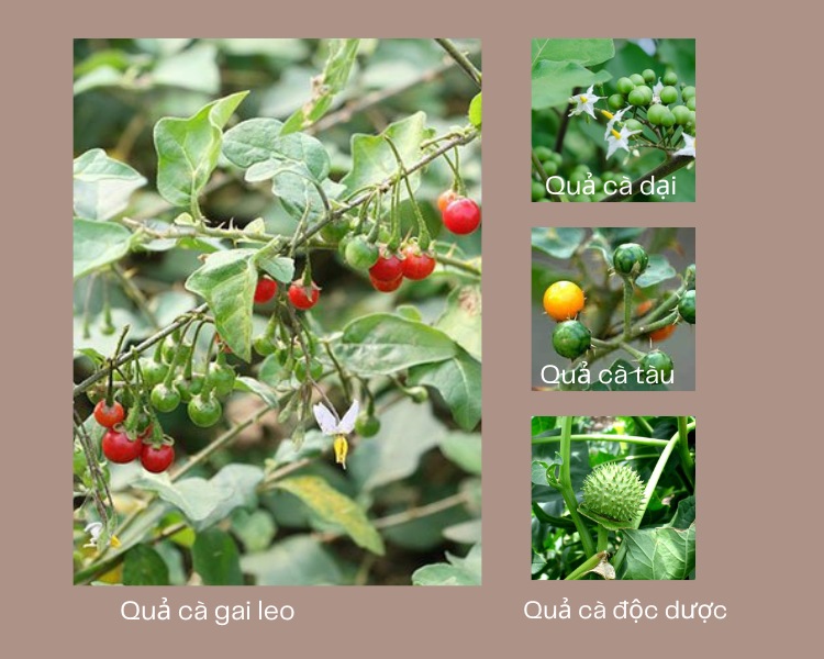 Phân biệt quả cà gai leo với các loại cà dại khác 1 Phân biệt quả cà gai leo với các loại cà dại khác 1