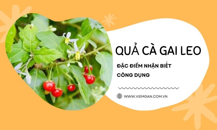 Quả cà gai leo - Đặc điểm, công dụng và cách nhận biết! 1 Quả cà gai leo - Đặc điểm, công dụng và cách nhận biết! 1
