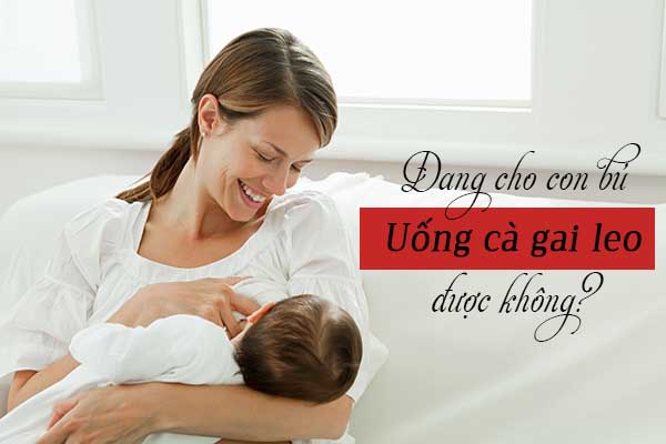 Đang cho con bú có uống cà gai leo được không? 1