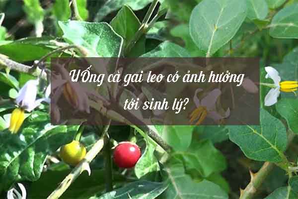 Dùng cà gai leo có ảnh hưởng tới sinh lý không? 1