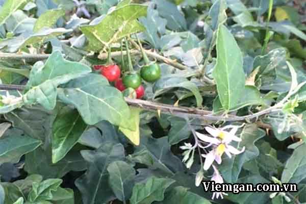 Kỹ thuật trồng cà gai leo phát triển kinh tế vườn đồi Sở Thông tin Truyền thông Ninh Bình #10 Kỹ thuật trồng cà gai leo phát triển kinh tế vườn đồi Sở Thông tin Truyền thông Ninh Bình