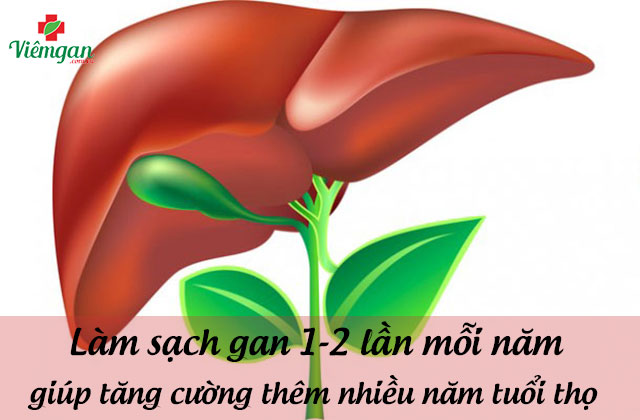 Hóa ra để tăng cường 7 năm tuổi thọ bạn chỉ cần làm sạch gan 1-2 lần mỗi năm 1