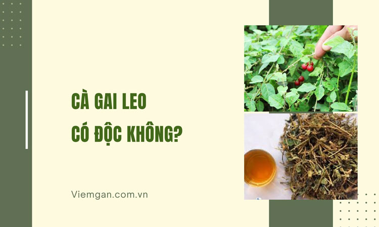 Cà gai leo có độc không? Ai không nên uống và lưu ý sử dụng 1