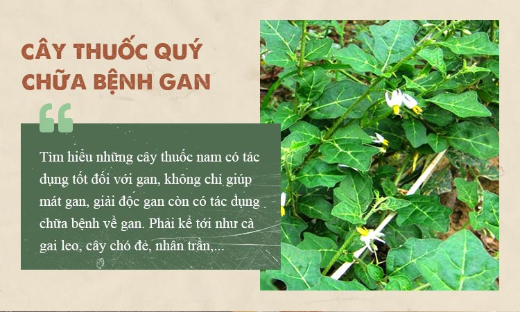 Những cây thuốc quý chữa bệnh gan 1