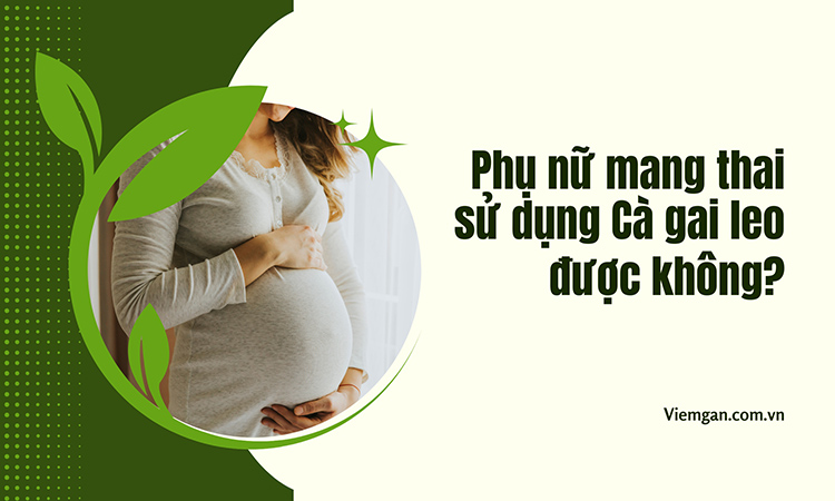 Phụ nữ mang thai có sử dụng được Cà gai leo chữa bệnh viêm gan virus không? 1