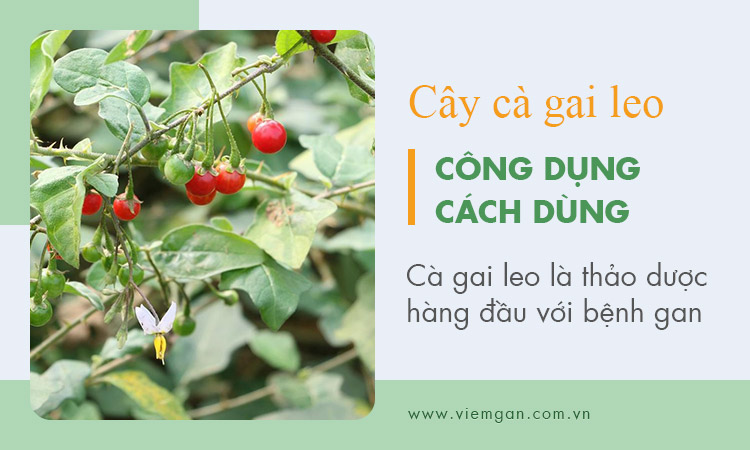 Cà gai leo là cây gì? Công dụng và cách dùng 1