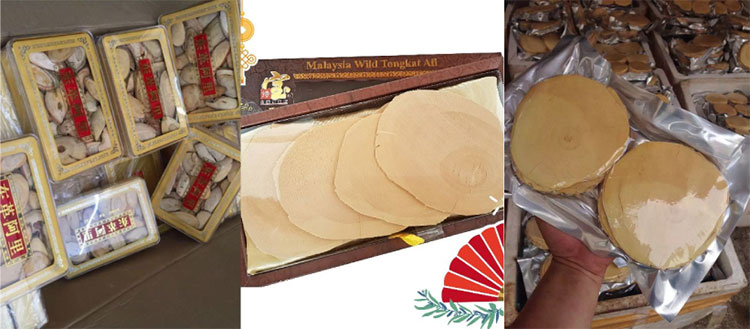 Bách bệnh – Loài Sâm quý của người Malaysia 2