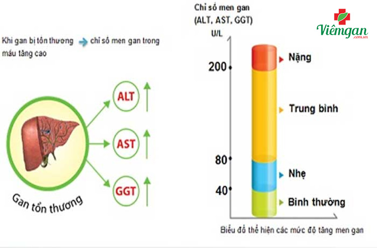 Chỉ số GGT bao nhiêu thì nguy hiểm? 1
