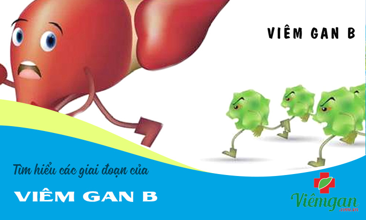Các giai đoạn phát triển của viêm gan B 1
