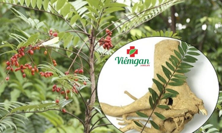 Hạ men gan bằng thuốc nam 2 Hạ men gan bằng thuốc nam 2