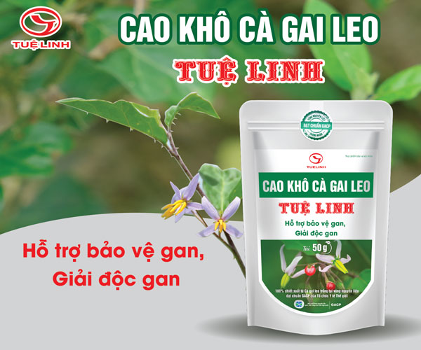 CAO KHÔ CÀ GAI LEO TUỆ LINH HỖ TRỢ BẢO VỆ GAN - HẠ MEN GAN 1 CAO KHÔ CÀ GAI LEO TUỆ LINH HỖ TRỢ BẢO VỆ GAN - HẠ MEN GAN 1