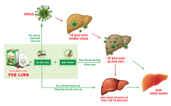 4.   Giải độc gan Tuệ Linh - Sản phẩm được các chuyên gia gan mật khuyên dùng 6