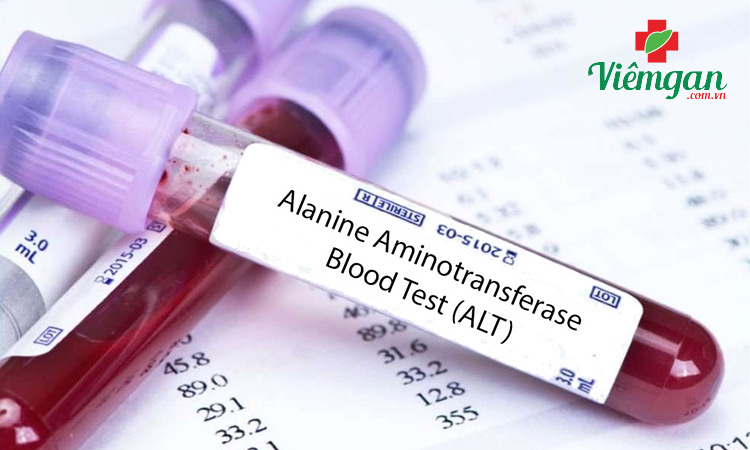 Alanine transaminase (ALT hoặc SGPT) 1