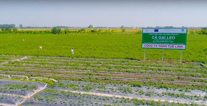 GACP - Lời giải cho bài toán tìm dược liệu chất lượng cho sức khỏe 1