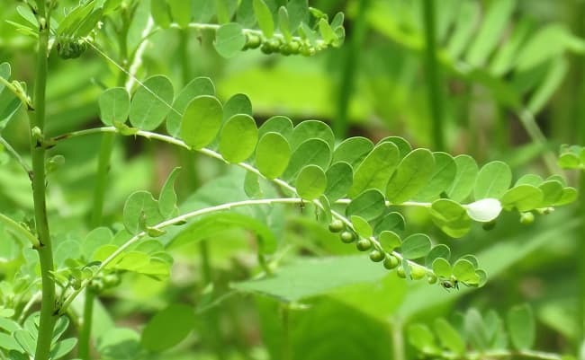 Top 5. Cây Diệp hạ châu đắng (Phyllanthus urinaria L) 1 Top 5. Cây Diệp hạ châu đắng (Phyllanthus urinaria L) 1