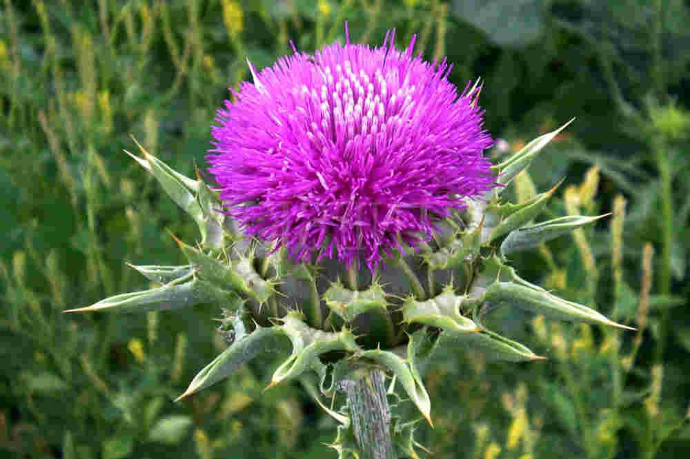 Top 2: Kế sữa (Silybum marianum) 1