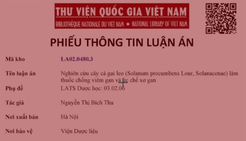 Khoa học chứng minh tác dụng giải rượu tuyệt vời của Cà gai leo 1