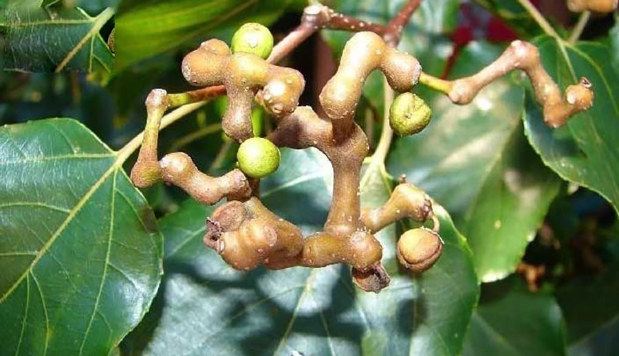 Top 3: Khúng khéng (Hovenia dulcis Thunb) 1