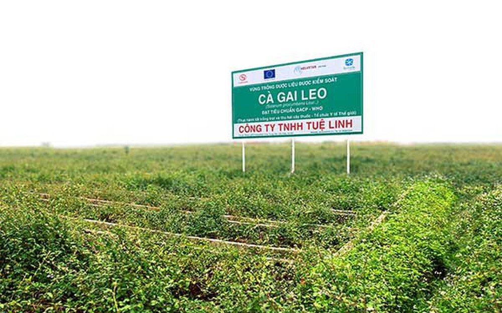 TPBVSK Giải độc gan Tuệ Linh Plus - Phiên bản cải tiến cho hiệu quả vượt trội TPBVSK Giải độc gan Tuệ Linh Plus - Phiên bản cải tiến cho hiệu quả vượt trội