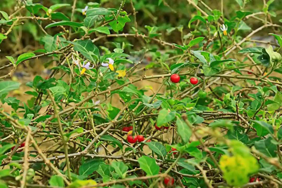 Top 2. Cà gai leo (Solanum hainanenseHance) 1