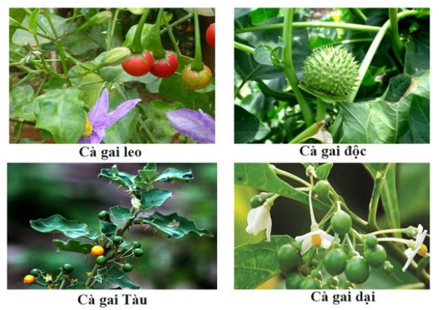 Cà gai leo - cây thuốc quý cho người bị viêm gan B mạn tính, xơ gan 2