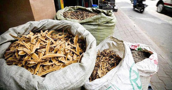 Cần lưu ý gì khi dùng cà gai leo hỗ trợ điều trị viêm gan virus, xơ gan 2