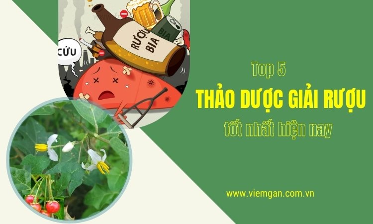 Top 5 thảo dược giải rượu tốt nhất hiện nay 1