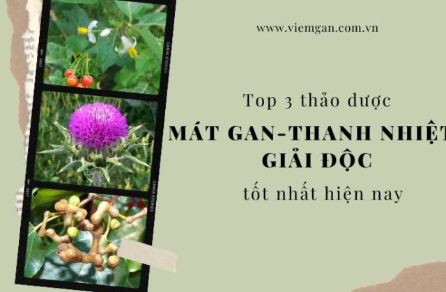 Top 3 thảo dược mát gan, thanh nhiệt, giải độc tốt nhất Top 3 thảo dược mát gan, thanh nhiệt, giải độc tốt nhất