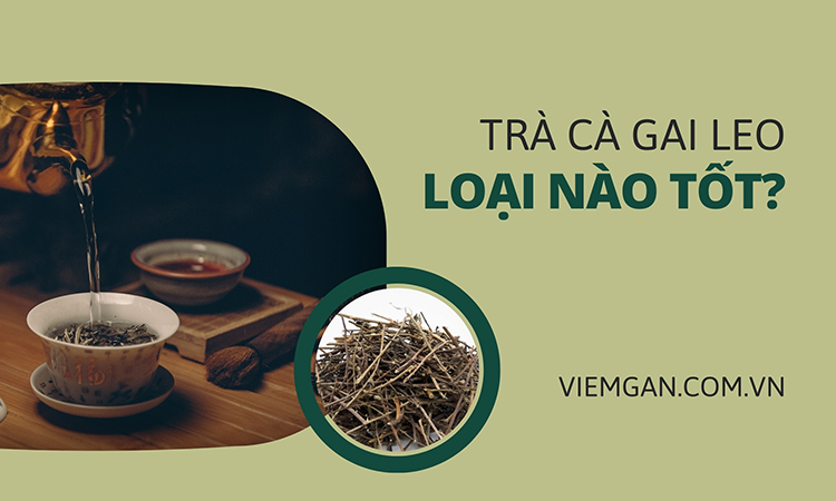 Trà cà gai leo nào tốt? Mua ở đâu? 1 Trà cà gai leo nào tốt? Mua ở đâu? 1