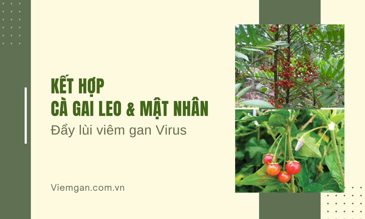 Kết hợp Cà gai leo và Mật nhân đẩy lùi bệnh viêm gan virus hiệu quả! 1