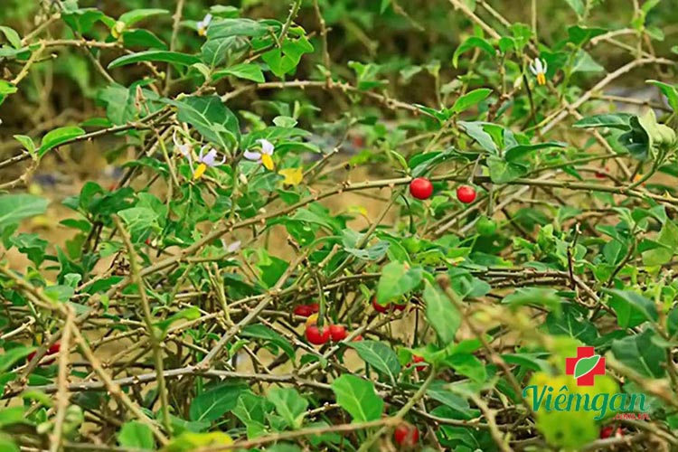 6. Nước cà gai leo 1 6. Nước cà gai leo 1