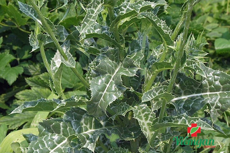 Hình ảnh nhận dạng cây kế sữa 2 Hình ảnh nhận dạng cây kế sữa 2